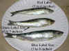 Super_Head_Herring_Sizes.jpg (40729 bytes)