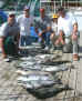 Cut_Bait_Seminar_.9.1.03_001.jpg (44367 bytes)